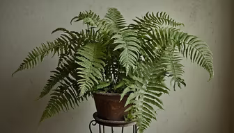 Fern Majesty Fern Majesty