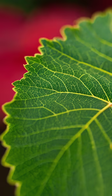 Leaf Veins Leaf Veins