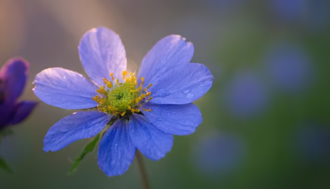 Blue Beauty
