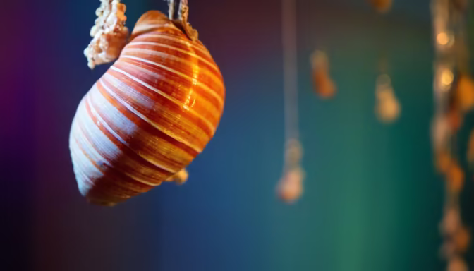 Seashell Ornament
