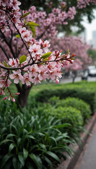 Spring Blossom Spring Blossom