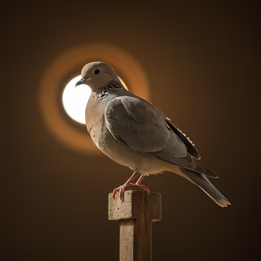 Dove's Serenity