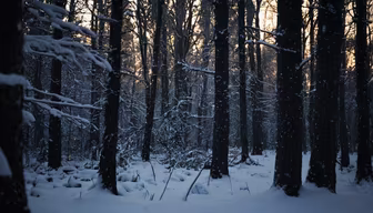 Winter Forest Winter Forest