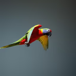 Rainbow Flight