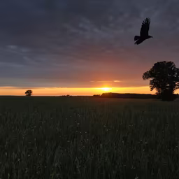 Sunset Flight
