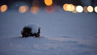 Winter's Embrace