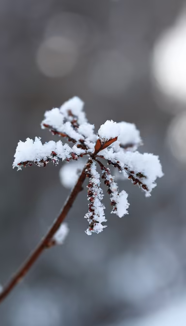 Winter's Touch