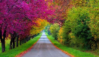 Autumn Road
