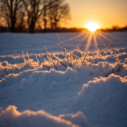 Winter's Golden Embrace