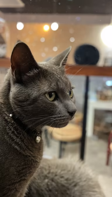 Pensive Feline Pensive Feline