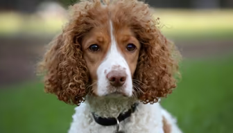Meet the Cutest Pup Meet the Cutest Pup