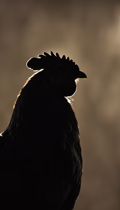Rooster Silhouette