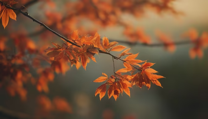 Autumn's Embrace