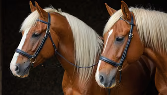 Equine Elegance
