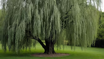 Weeping Willow Weeping Willow