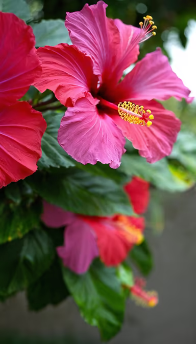 Hibiscus Bloom Hibiscus Bloom