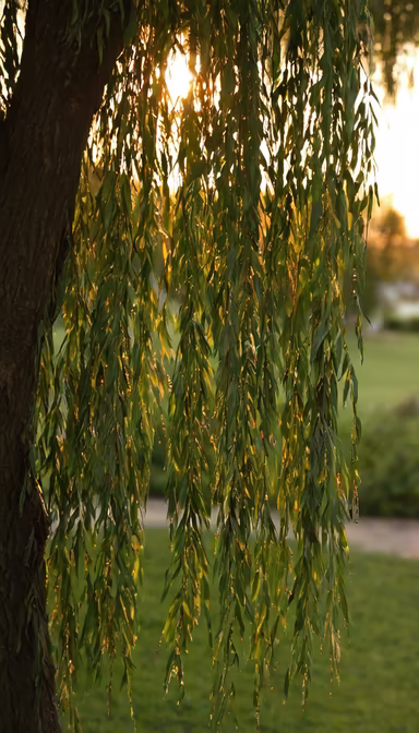 Golden Hour Willow
