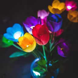 Glowing Tulips
