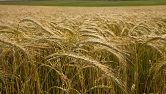 Golden Wheat Field Golden Wheat Field