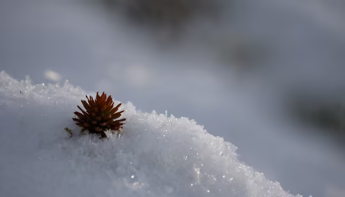 Winter's Embrace