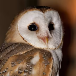 Barn Owl Beauty Barn Owl Beauty