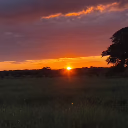 African Sunset