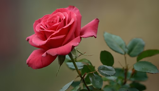 Crimson Bloom