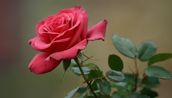 Crimson Bloom