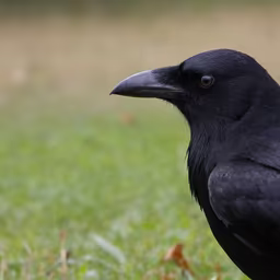 Crow's Perspective Crow's Perspective