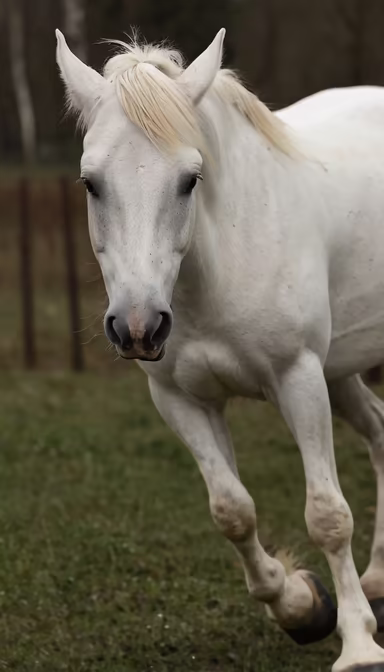 White Beauty