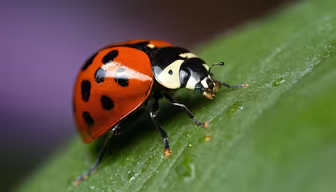 Ladybug on a Leaf