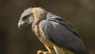 Raptor's Gaze Raptor's Gaze
