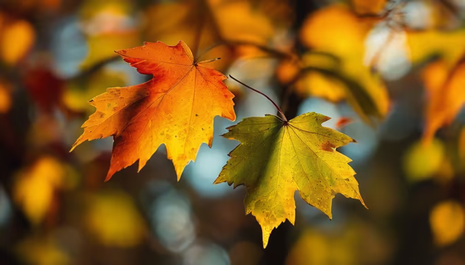 Autumn's Embrace