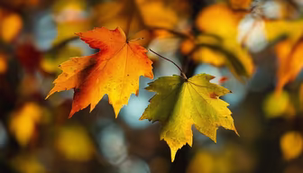 Autumn's Embrace Autumn's Embrace