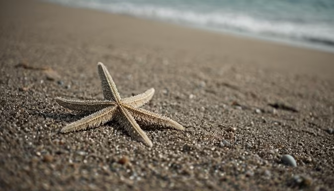 Starfish on the Beach