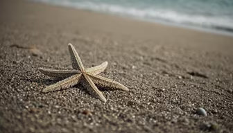 Starfish on the Beach Starfish on the Beach