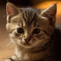 Little Feline Friend Little Feline Friend
