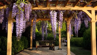 Wisteria Dreams