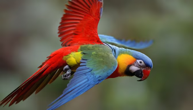 Scarlet Macaw in Flight