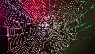 Intricate Webs Intricate Webs