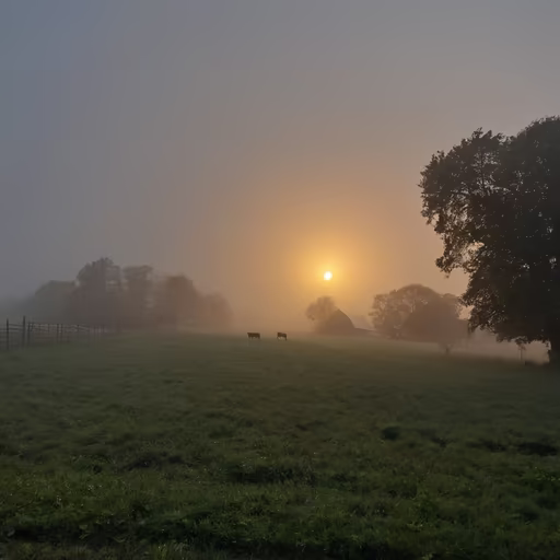 Misty Morning
