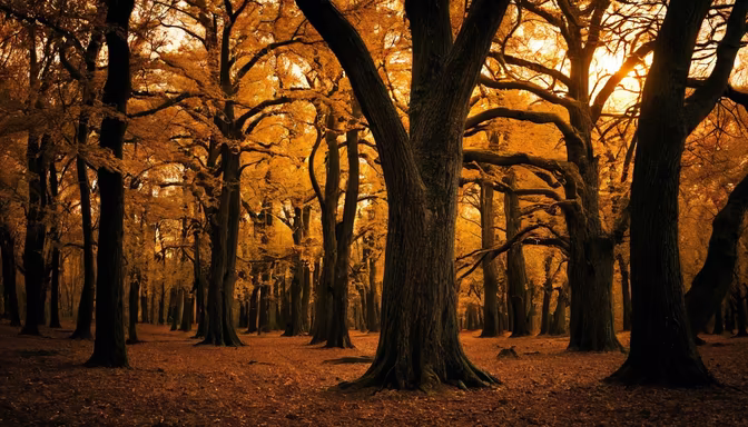Autumnal Forest