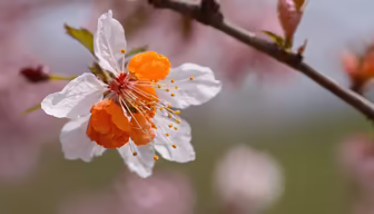 Spring Blossom