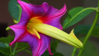 Floral Majesty