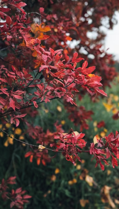 Autumnal Hues