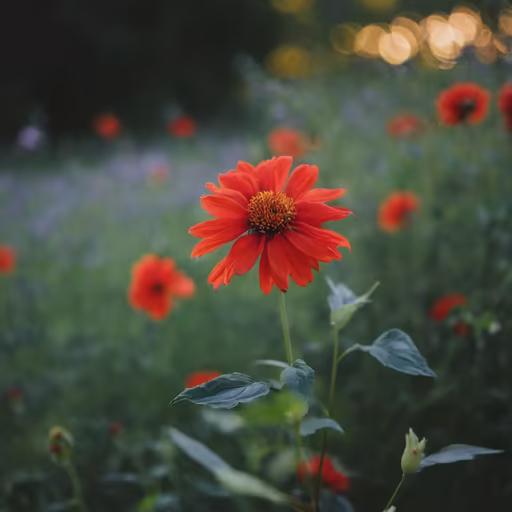 Scarlet Bloom