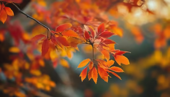 Autumnal Hues Autumnal Hues