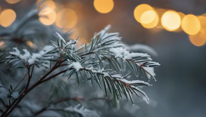 Winter's Touch