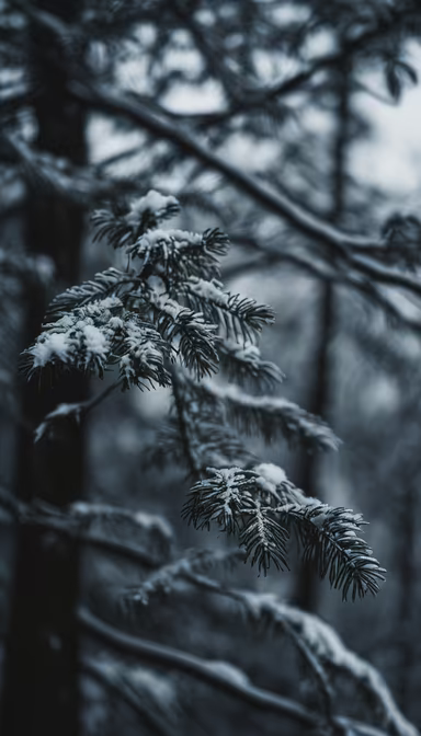Winter's Touch
