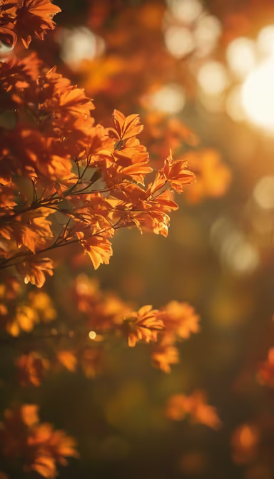 Autumnal Glow